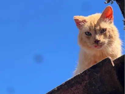 Gato raça SRD-ViraLata idade 6 ou mais anos nome Neko 