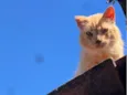 Neko