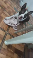 Bebê fofinho Santos nas 