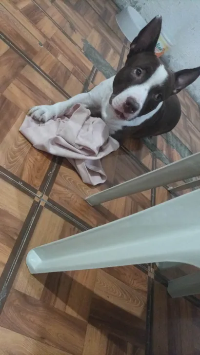 Cachorro raça Pit-Bull idade 4 anos nome Bebê fofinho Santos nas 