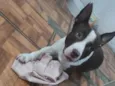 Bebê fofinho Santos nas 