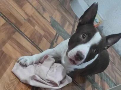 Cachorro raça Pit-Bull idade 4 anos nome Bebê fofinho Santos nas 