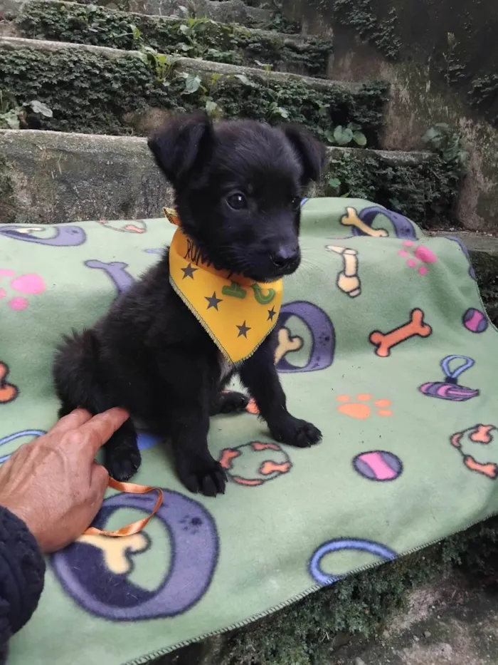Cachorro ra a SRD-ViraLata idade 2 a 6 meses nome Huguinho 