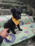 Huguinho
