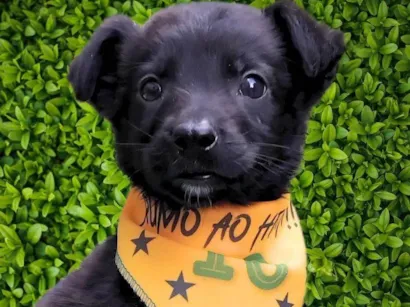 Cachorro raça SRD-ViraLata idade 2 a 6 meses nome Huguinho 