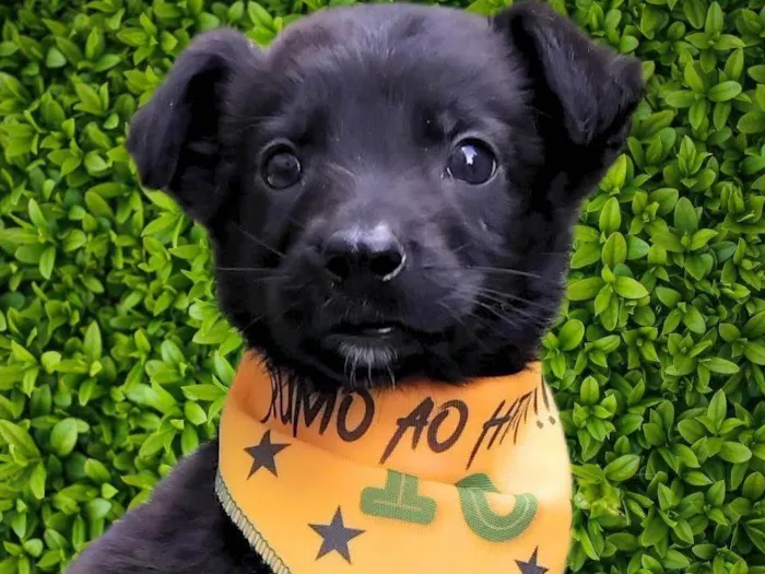 Cachorro ra a SRD-ViraLata idade 2 a 6 meses nome Huguinho 