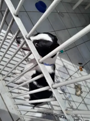 Cachorro raça SRD-ViraLata idade 1 ano nome Toby