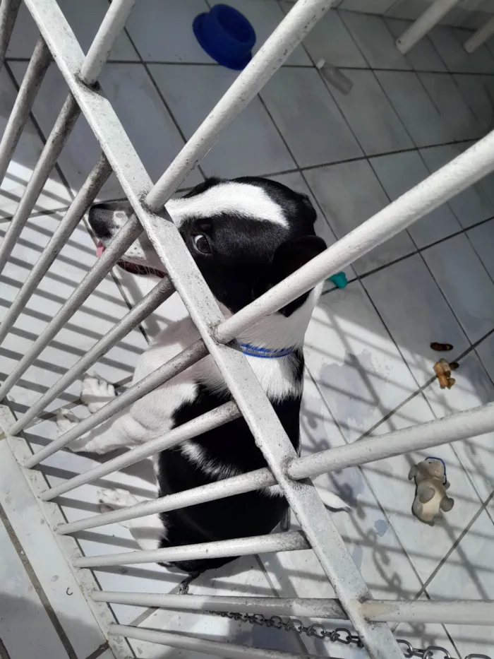Cachorro ra a SRD-ViraLata idade 1 ano nome Toby