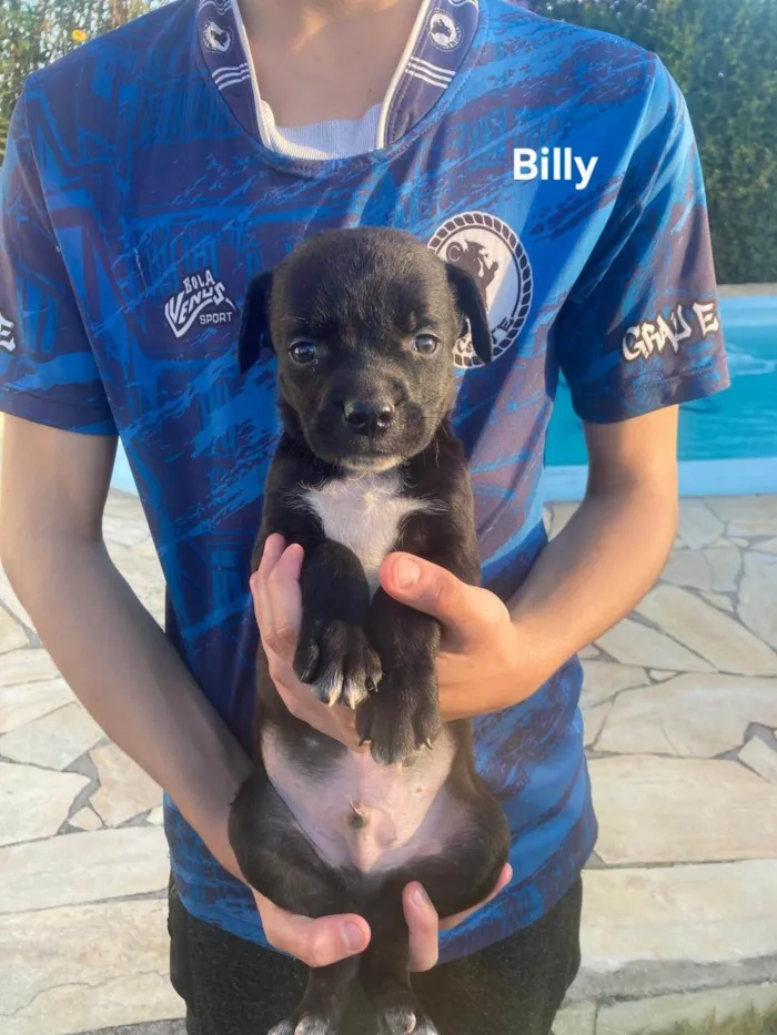 Cachorro ra a SRD-ViraLata idade 2 a 6 meses nome Billy