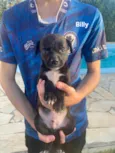 Billy