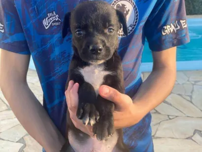 Cachorro raça SRD-ViraLata idade 2 a 6 meses nome Billy