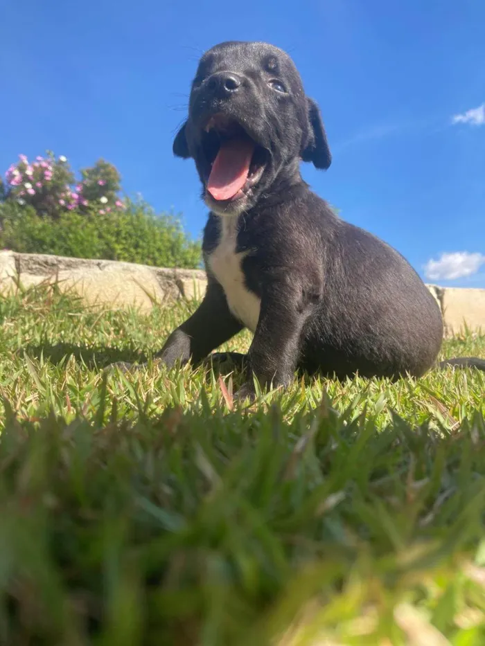 Cachorro ra a SRD-ViraLata idade 2 a 6 meses nome Billy