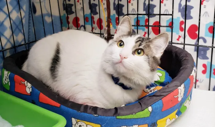 Gato ra a SRD-ViraLata idade 7 a 11 meses nome Olavo