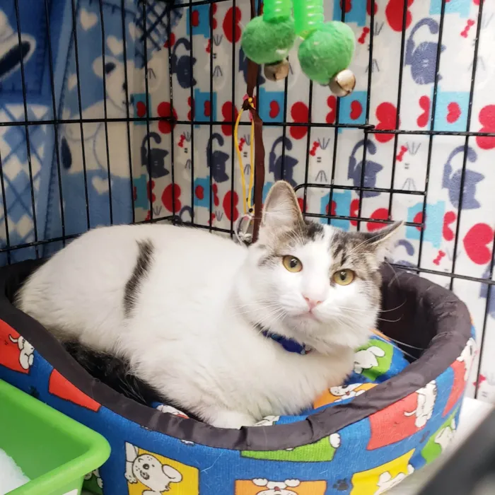 Gato ra a SRD-ViraLata idade 7 a 11 meses nome Olavo