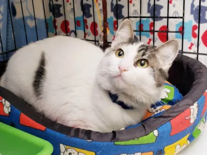 Gato raça SRD-ViraLata idade 7 a 11 meses nome Olavo