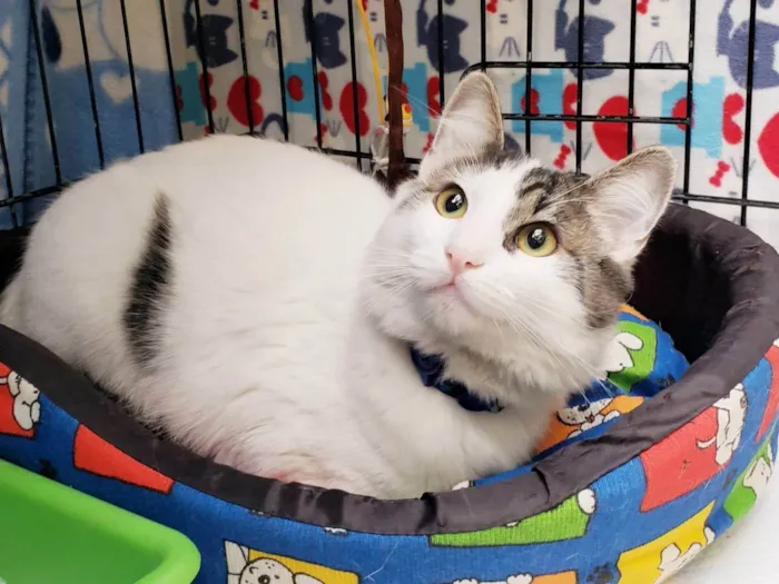 Gato ra a SRD-ViraLata idade 7 a 11 meses nome Olavo