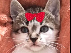 Gato raça SRD-ViraLata idade 2 a 6 meses nome Sofia 