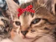 Belinha