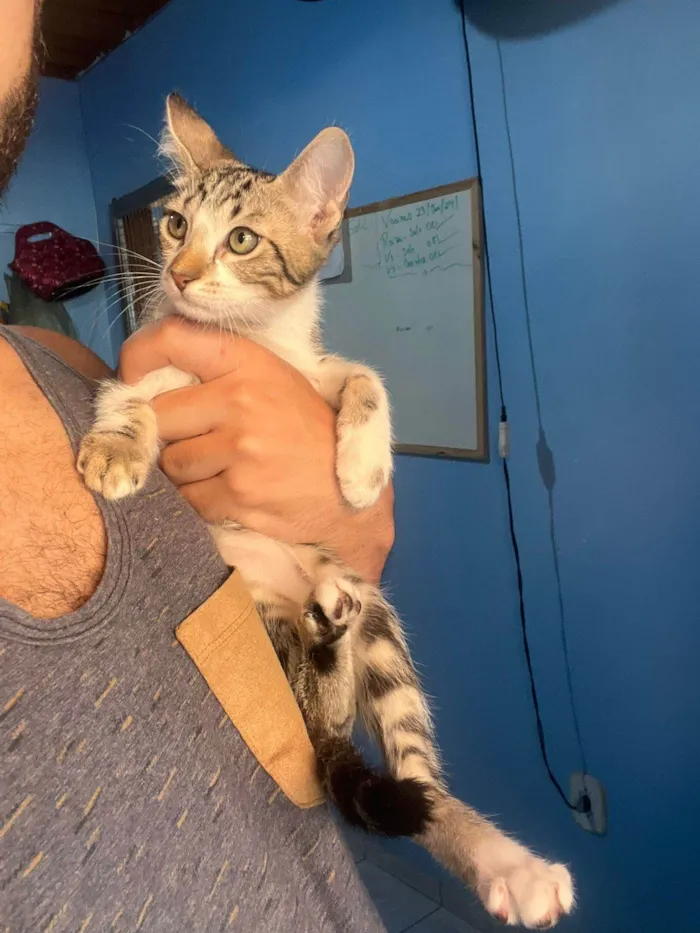 Gato ra a SRD-ViraLata idade 2 a 6 meses nome Goku