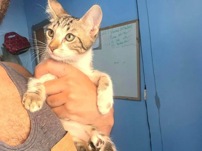 Gato ra a SRD-ViraLata idade 2 a 6 meses nome Goku