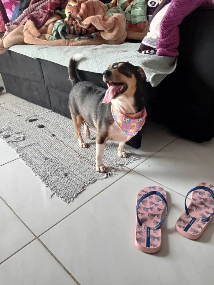 Cachorro ra a SRD-ViraLata idade 6 ou mais anos nome Nina