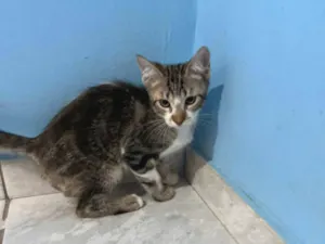 Gato raça SRD-ViraLata idade 2 a 6 meses nome Madinbu