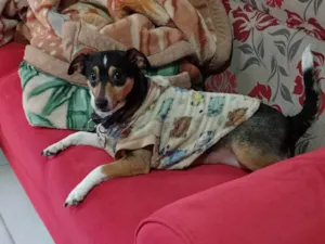 Cachorro raça SRD-ViraLata idade 6 ou mais anos nome Nina