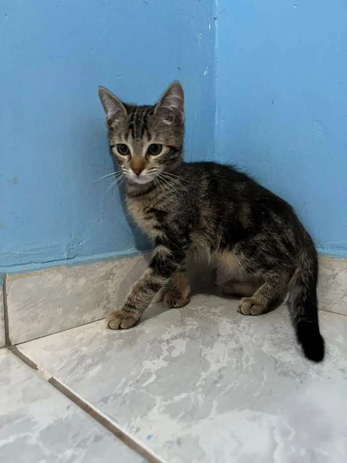 Gato ra a SRD-ViraLata idade 2 a 6 meses nome Titi