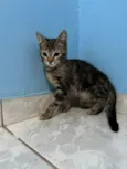 Titi