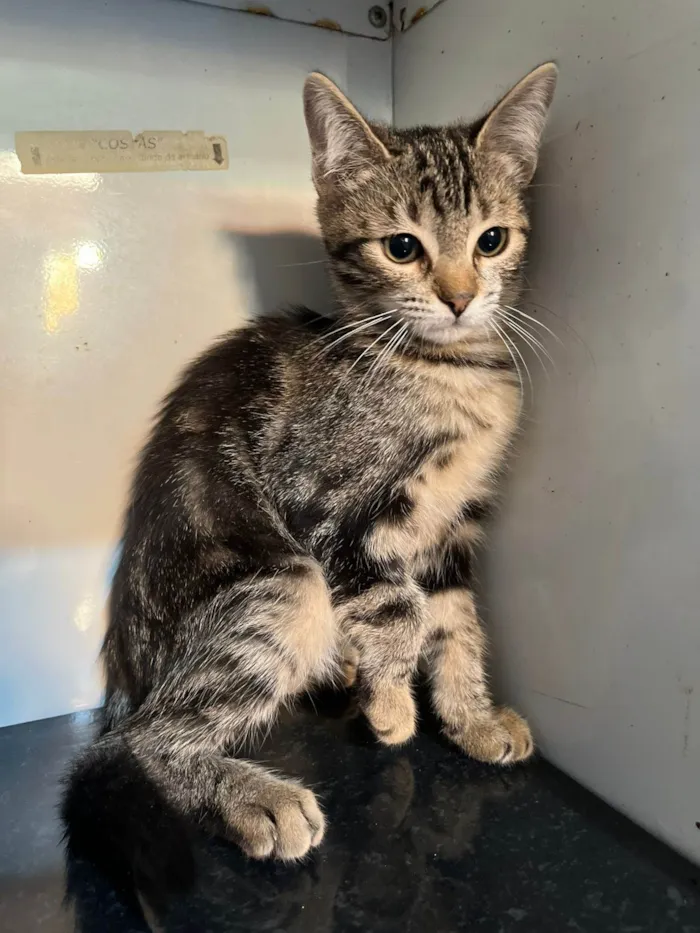 Gato ra a SRD-ViraLata idade 2 a 6 meses nome Buma