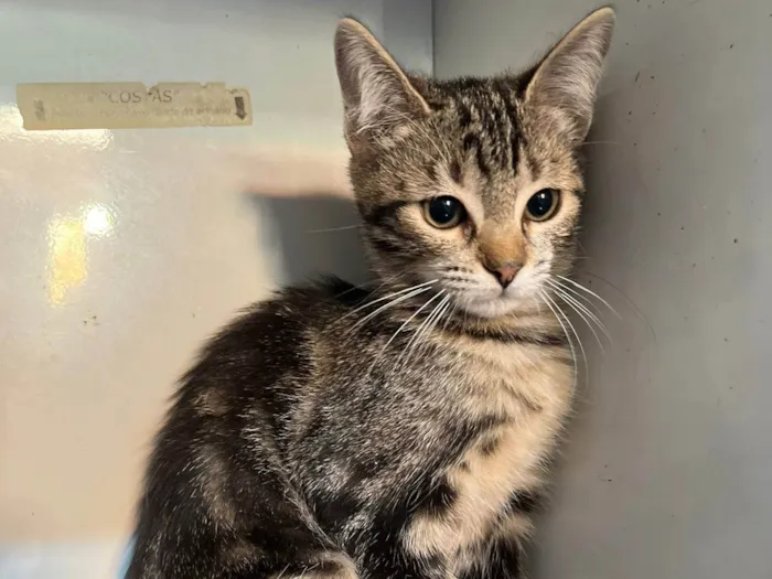 Gato ra a SRD-ViraLata idade 2 a 6 meses nome Buma