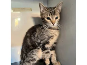 Gato raça SRD-ViraLata idade 2 a 6 meses nome Buma
