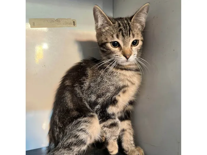 Gato ra a SRD-ViraLata idade 2 a 6 meses nome Buma
