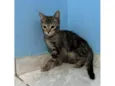 Titi