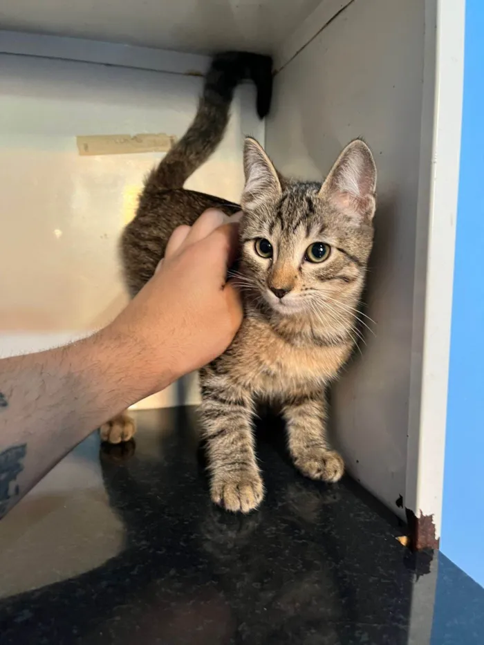 Gato ra a SRD-ViraLata idade 2 a 6 meses nome Videl