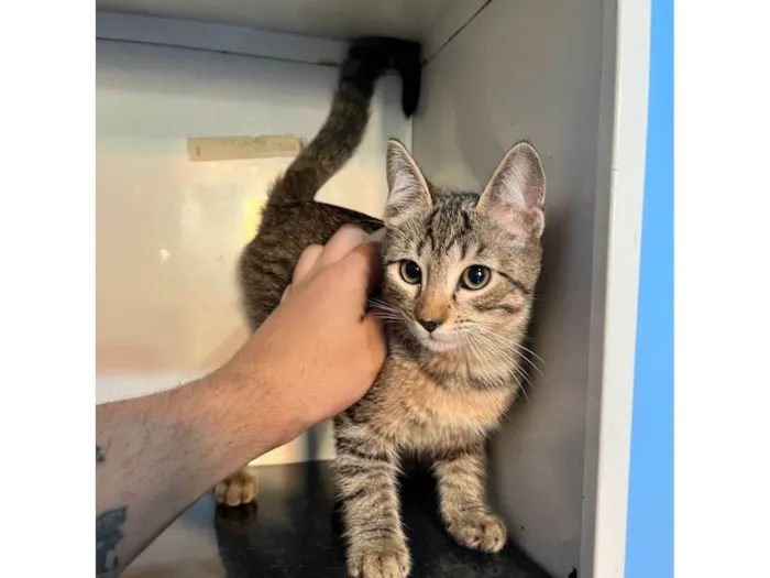 Gato ra a SRD-ViraLata idade 2 a 6 meses nome Videl