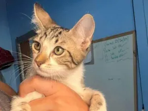 Gato raça SRD-ViraLata idade 2 a 6 meses nome Goku