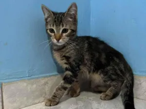 Gato raça SRD-ViraLata idade 2 a 6 meses nome Titi