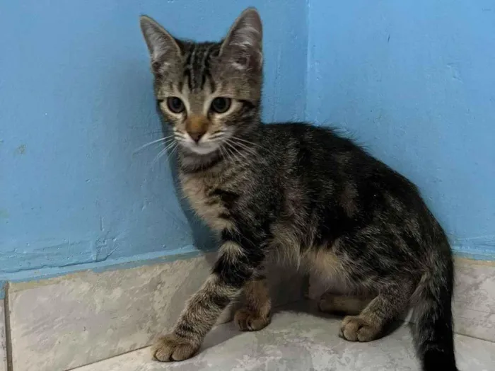Gato ra a SRD-ViraLata idade 2 a 6 meses nome Titi