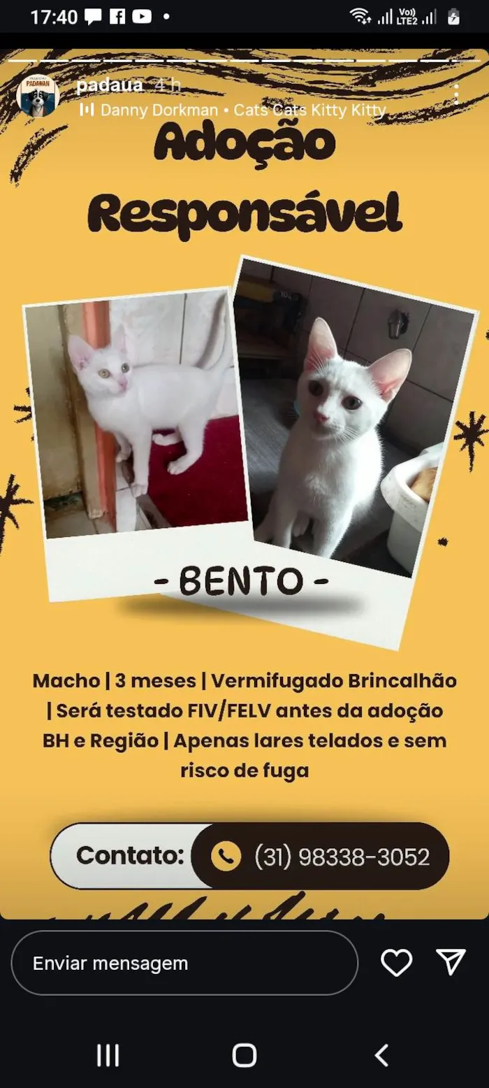 Gato ra a SRD-ViraLata idade 2 a 6 meses nome Bento