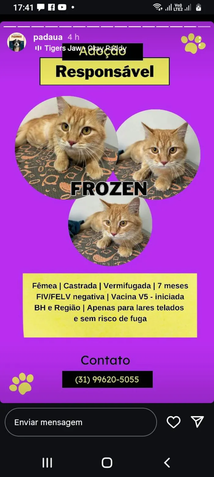Gato ra a SRD-ViraLata idade 7 a 11 meses nome FROZEN