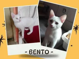 Gato raça SRD-ViraLata idade 2 a 6 meses nome Bento