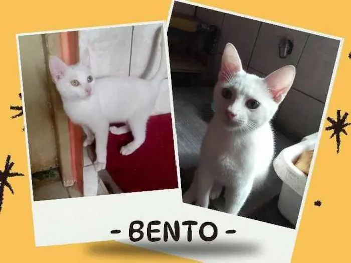 Gato ra a SRD-ViraLata idade 2 a 6 meses nome Bento