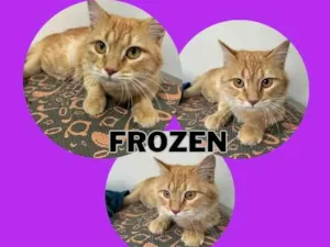 Gato raça SRD-ViraLata idade 7 a 11 meses nome FROZEN