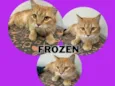 FROZEN