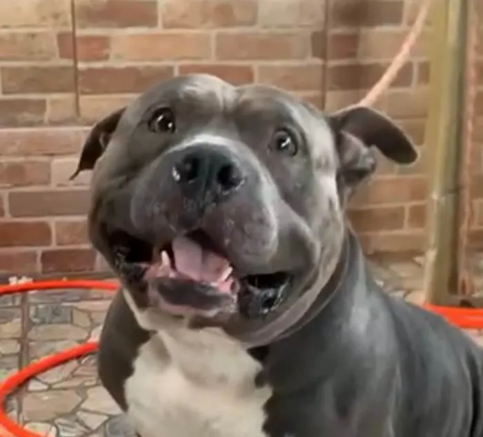 Cachorro ra a Pit-Bull idade 3 anos nome Herus 