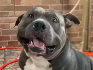 Cachorro raça Pit-Bull idade 3 anos nome Herus 