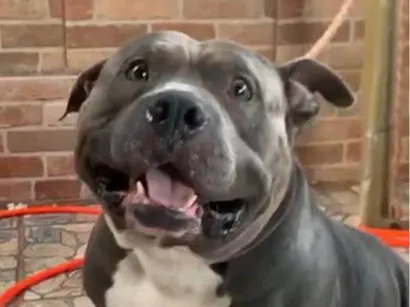 Cachorro raça Pit-Bull idade 3 anos nome Herus 