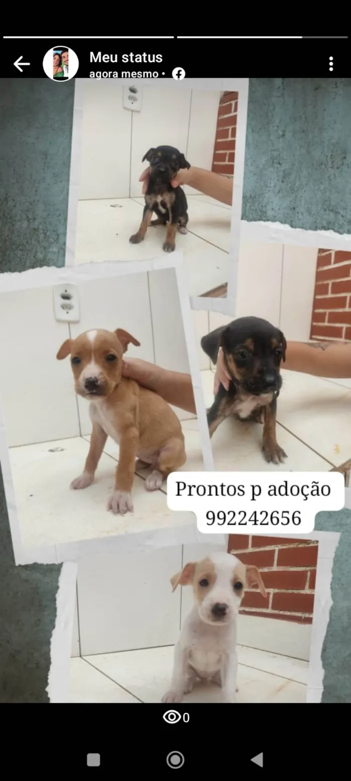 Cachorro ra a SRD-ViraLata idade 2 a 6 meses nome Filhotinhos 