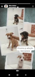 Filhotinhos